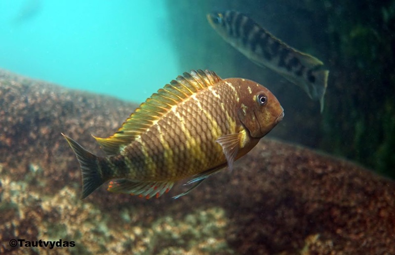 Tropheus moorii 'Mtosi'